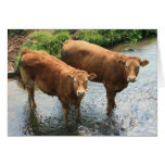 Cows in Devon field, UK Cards