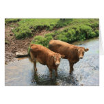 Cows in Devon field, UK Greeting Cards