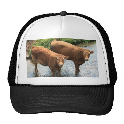 Cows in Devon field, UK Mesh Hats