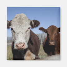 Cows in fenced area refrigerator magnets