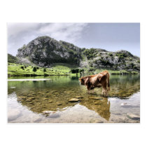 Cows in Lakes of Covadonga, Asturias Postcards