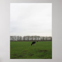Cows in Meadow Part II Photo Poster Art posters