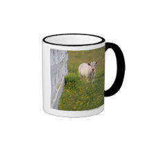 Cows in the field coffee mug
