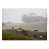 cows in the mist cards