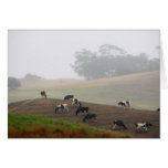 cows in the mist cards