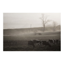 Cows In The Mist fine art print