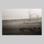 Cows In The Mist Print