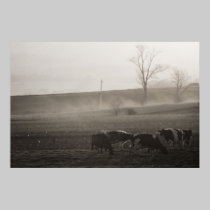 Cows In The Mist Print posters