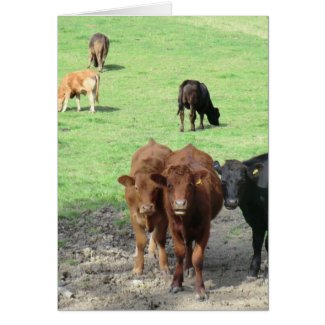 Cows in Wales Card