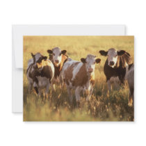 Cows invitations by GPArkive Cows invitations