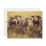 Cows Custom Invitation
