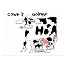 Cows it Going? Postcard