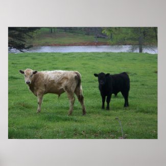 Cows Life print