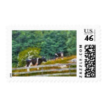 Cows - Moo Postage Stamps
