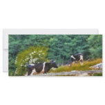 Cows - Moo Full Color Rack Card