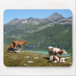 Cows mousepads