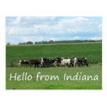 Cows of Indiana Postcard