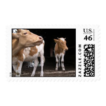 Cows on an Iowa Farm postage by edmunda Cows on an Iowa Farm postage