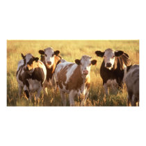 Cows Custom Photo Card