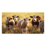 Cows Custom Photo Card