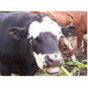 cows photo sculptures