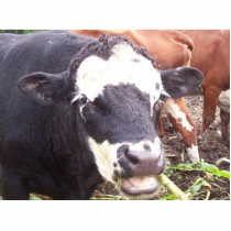 cows photo sculptures by mindsecretion cows photo sculptures