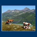 Cows postcards