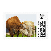 cows postage