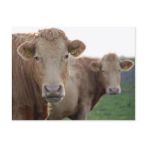 Cows postcard by Thorninger Cows postcard