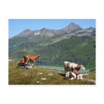 Cows Post Cards