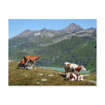 Cows postcards