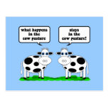 cows postcards