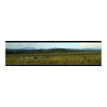 Cows