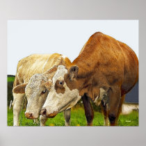 COWS posters