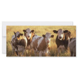Cows Rack Card