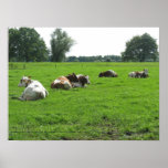 Cows Resting in Green Summer Meadow Poster Print