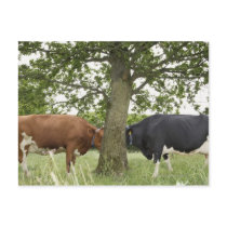 Cows standing face to face behind tree post cards