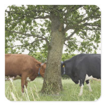 Cows standing face to face behind tree square sticker