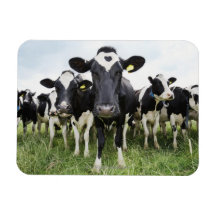 Cows standing in a row looking at camera magnets