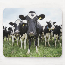 Cows standing in a row looking at camera mousepad