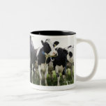 Cows standing in a row looking at camera mugs