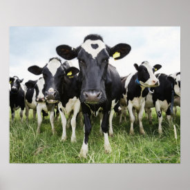 Cows standing in a row looking at camera poster