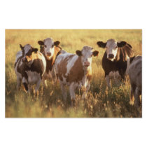 Cows stationery by GPArkive Cows stationery