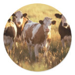 Cows Stickers