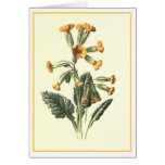 "Cowslip" Botanical Illustration Cards