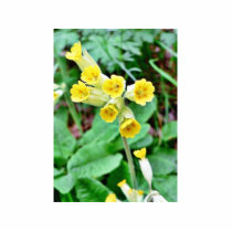 Cowslip Flower photo sculptures