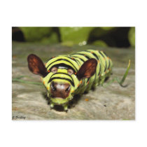 Cowterpillar postcards by Junglegeorge Cowterpillar postcards