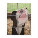 CowTongue postcards