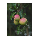Cox Orange Apple Postcard