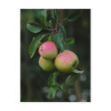Cox Orange Apple Postcard
